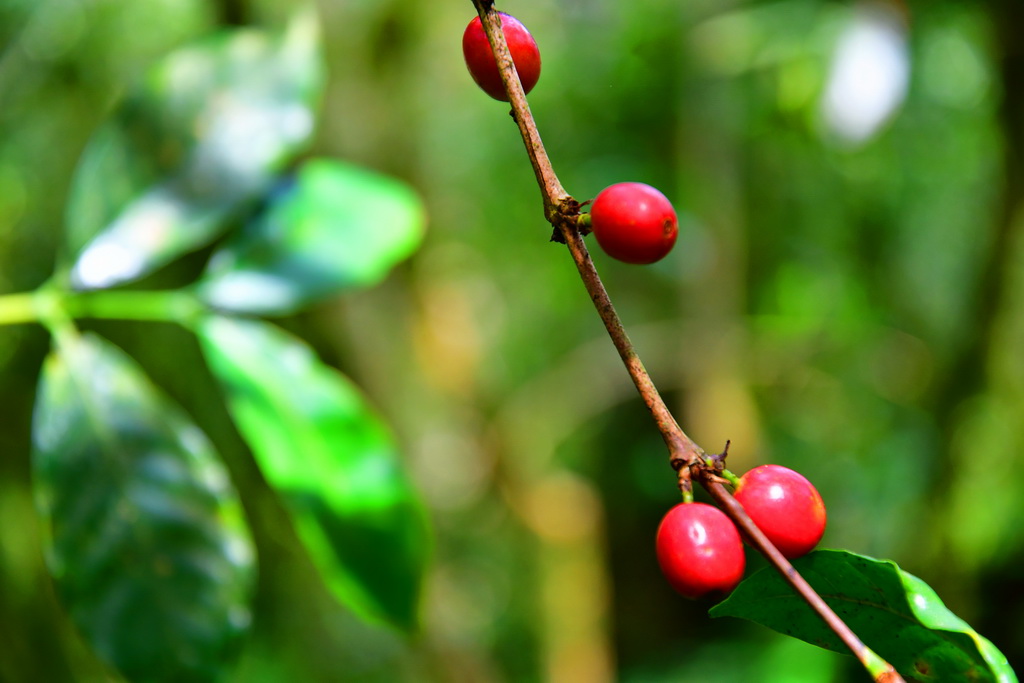 Wild Coffee Forest (Bonga)